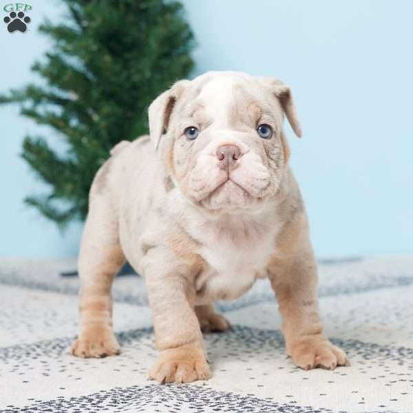 DANNY, English Bulldog Puppy